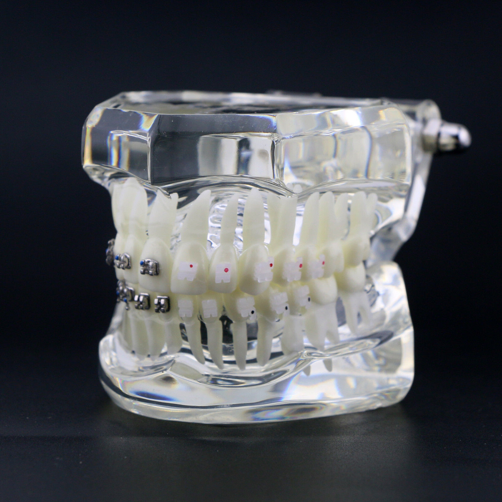 Dental High Quality Material Transparent 3003 Teeth Models With Metal Ceramic
