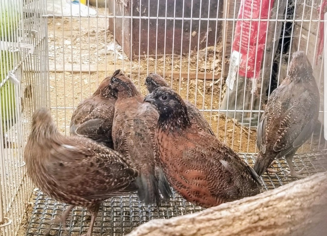12 Mahogany Barred Bobwhite Quail Hatching Eggs, NPIP