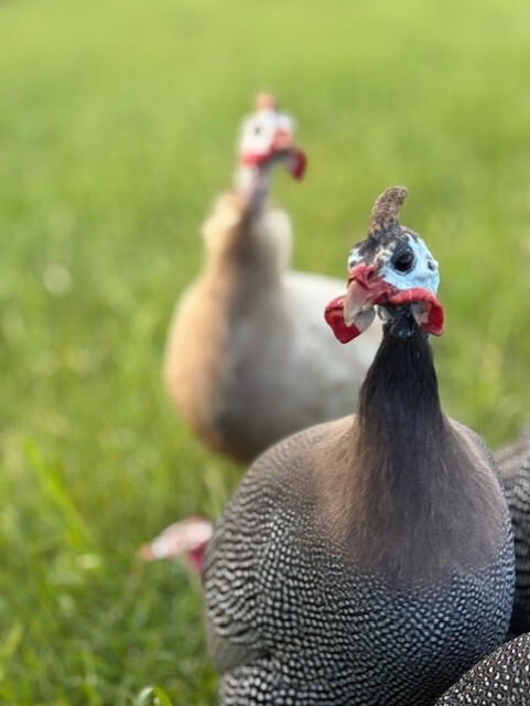 14 FRESH GUINEA BIRD FOWL HATCHING EGGS PINTO, PIED, CHOCLATE, PEARL & MANY MORE