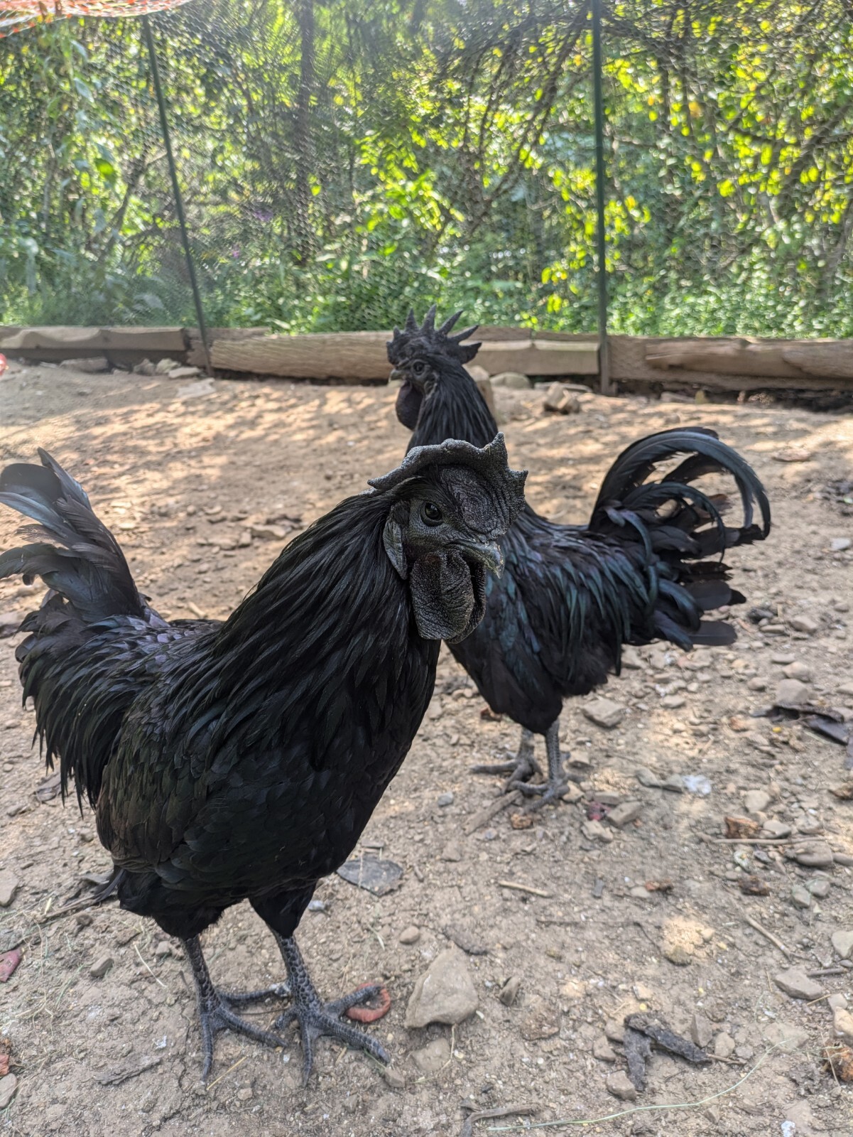 Ayam Cemani Hatching Eggs 4 Eggs Will Ship Fresh Check Fertility Daily