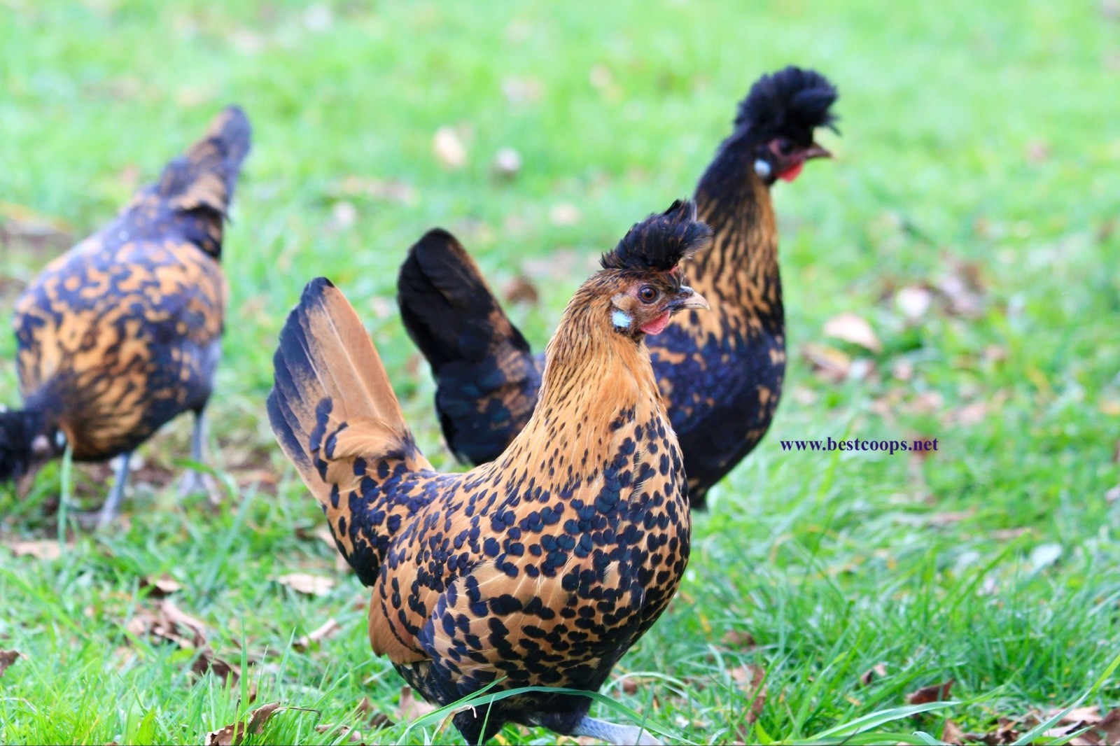 10+ Gold Appenzeller Chicken Hatching Eggs