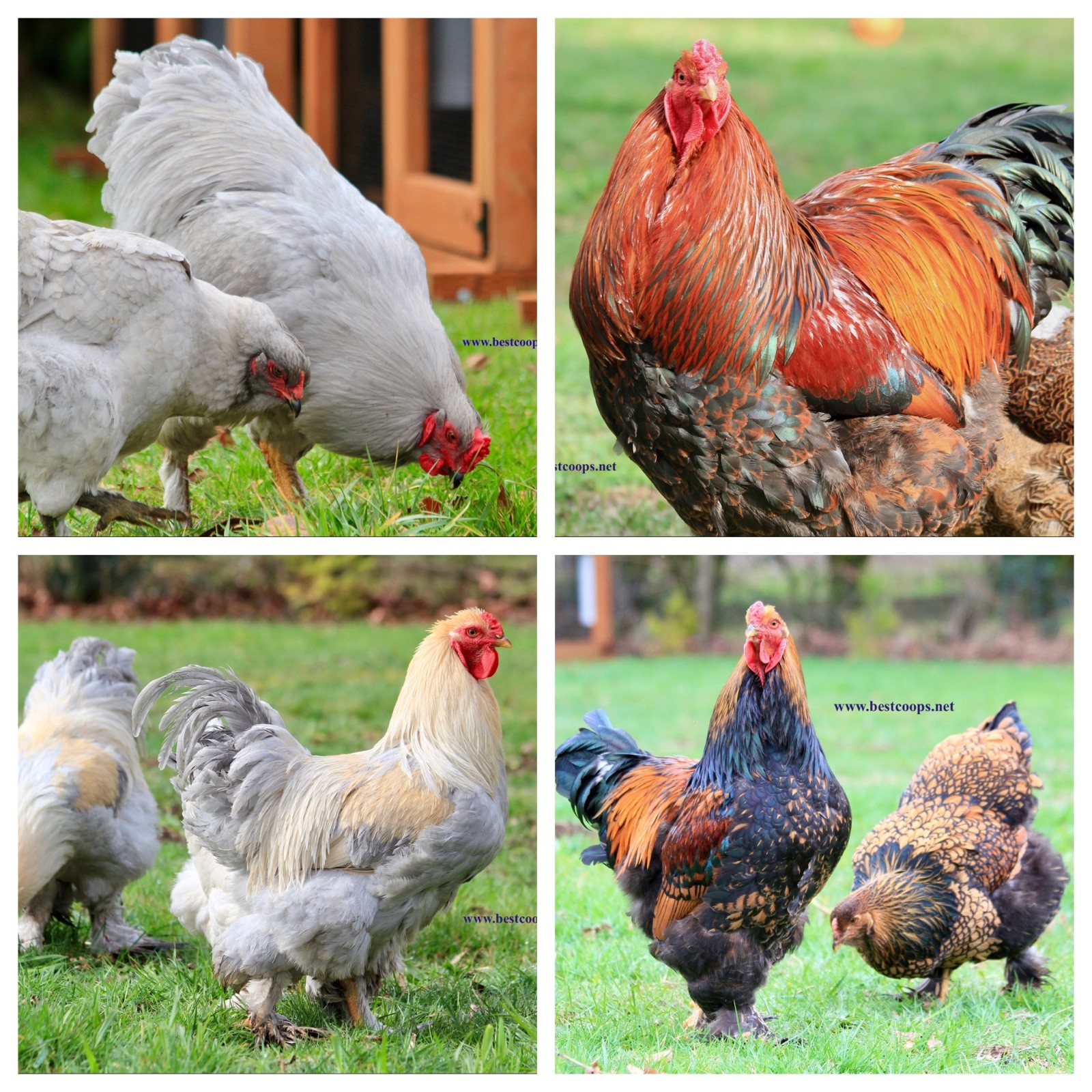 10+ Fertile Brahma Chicken Hatching Eggs Gold Laced Isabella Partridge Lavender