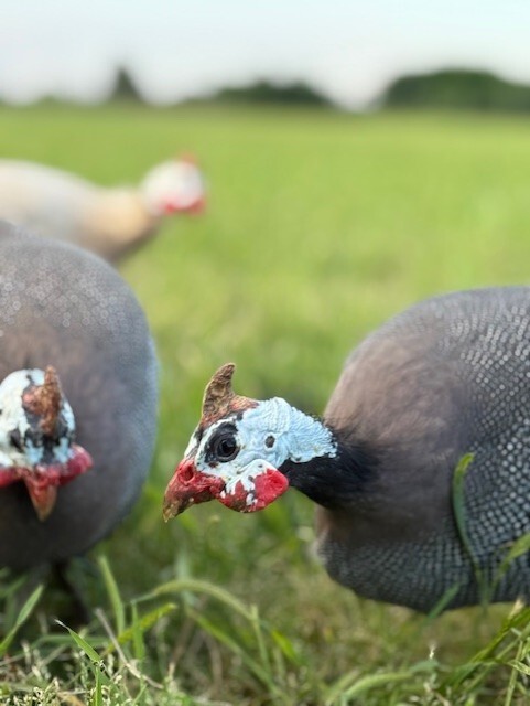 14 FRESH GUINEA BIRD FOWL HATCHING EGGS PINTO, PIED, CHOCLATE, PEARL & MANY MORE