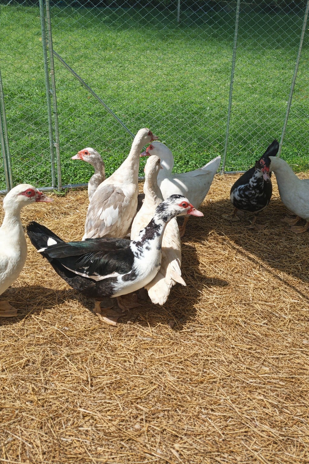 15+ Purebred Fertile Muscovy Duck Hatching Eggs (Rare Colors)