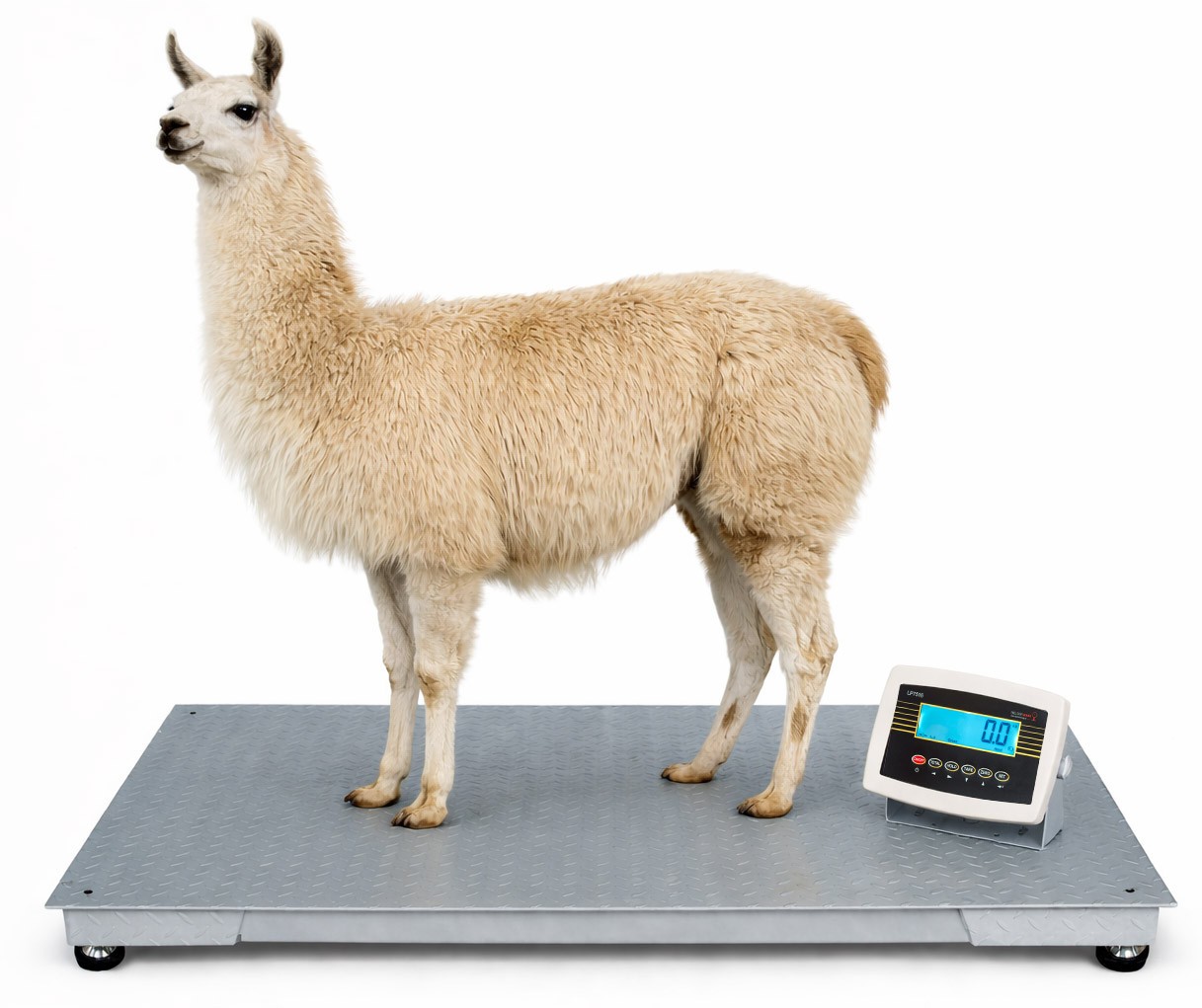 Alpaca Scales Animal Scales Calf Scales 80 x 150 cm Livestock Scales Platform Scales 1.5t 1500 kg