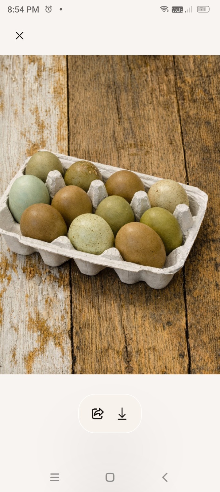 8+  Hatching Eggs Olive Egger, Easter Eggers Dark green and blue eggs
