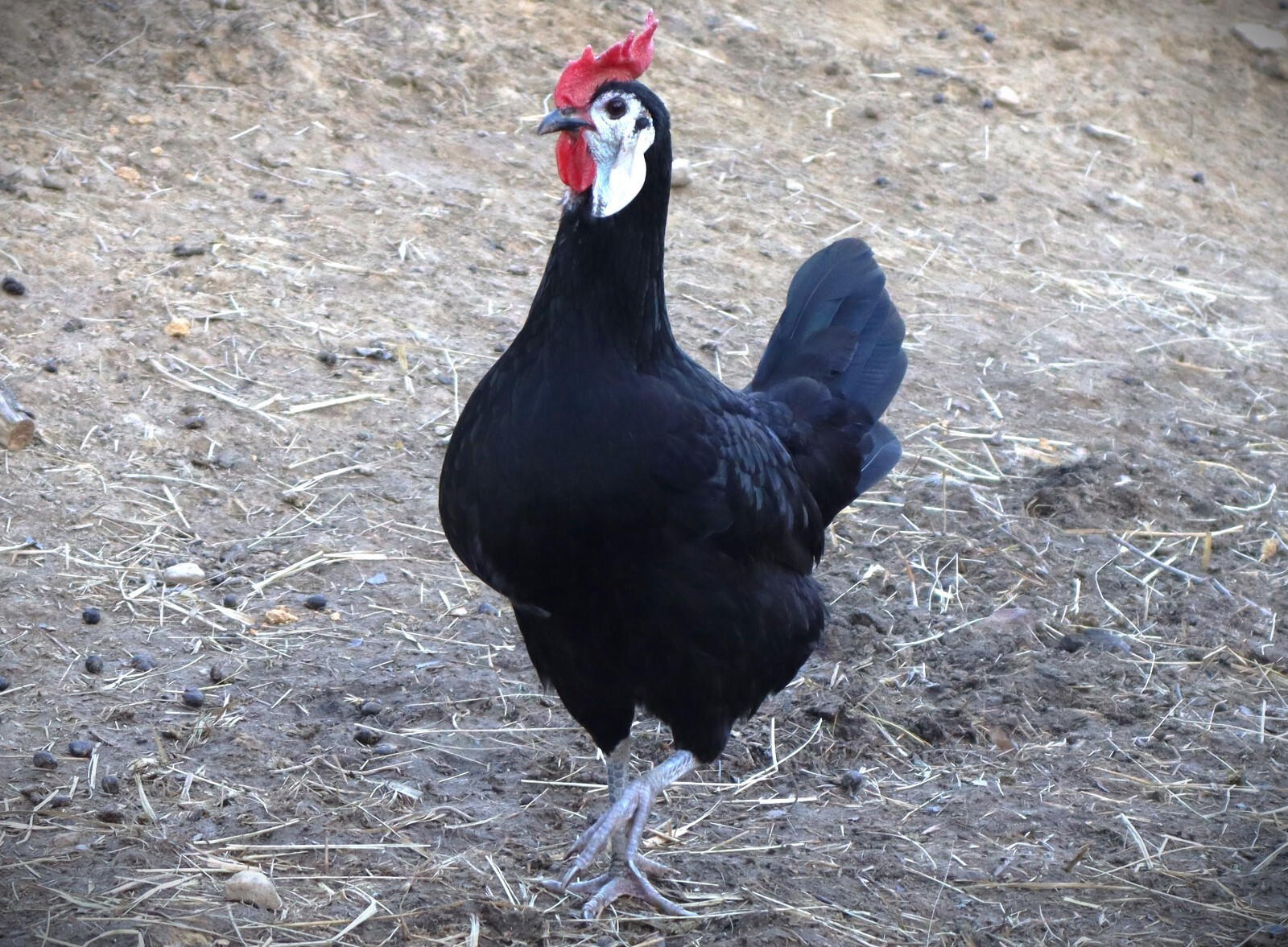 12 LF White Face Black Spanish Eggs Imported from Spain