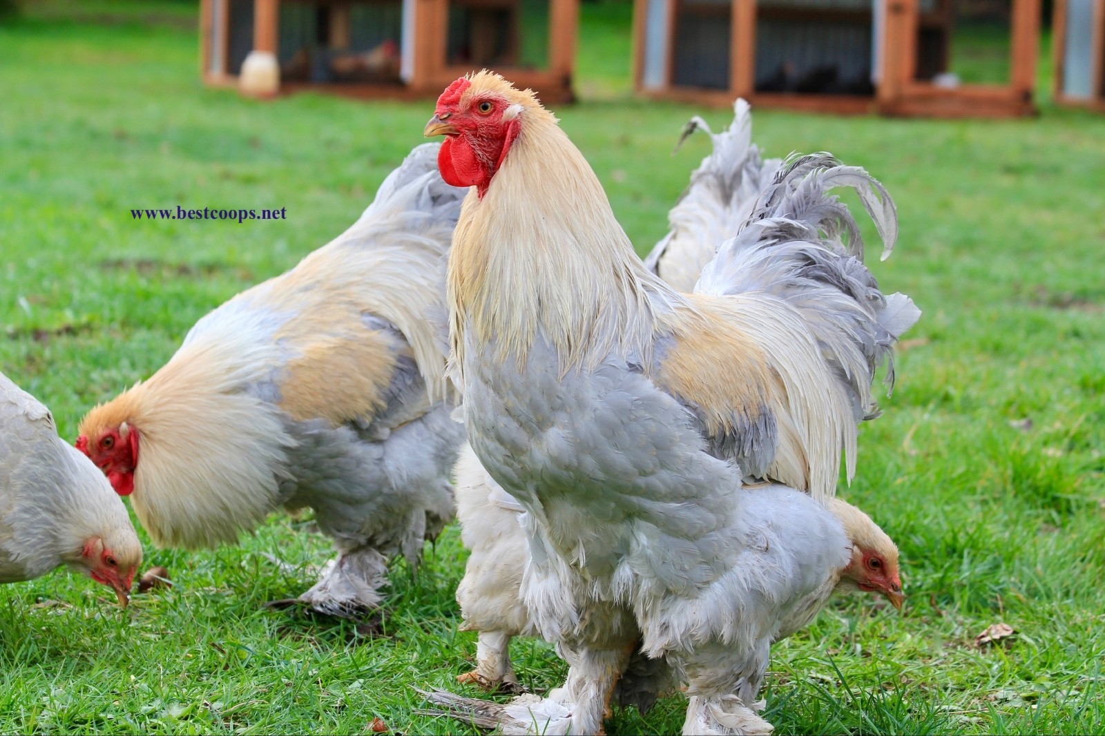 10+ Fertile Brahma Chicken Hatching Eggs Gold Laced Isabella Partridge Lavender