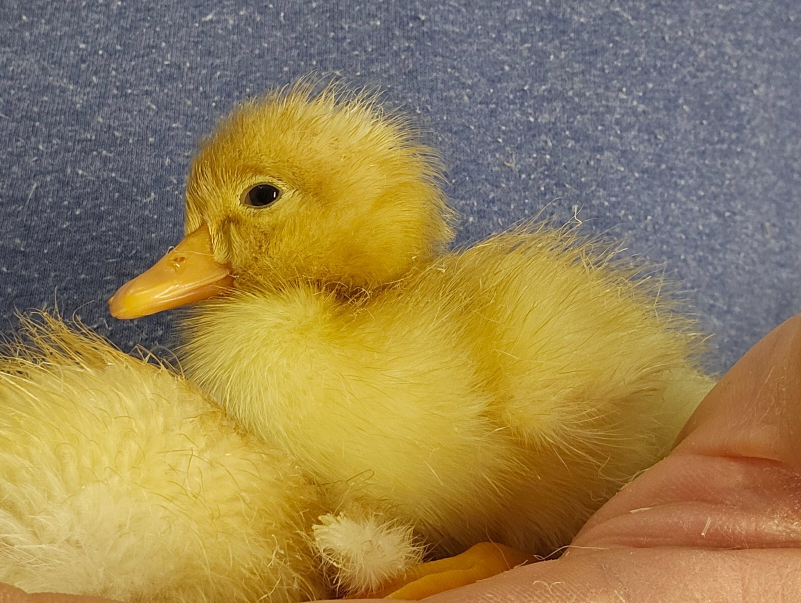 6 Jumbo Pekin Hatching Duck Eggs