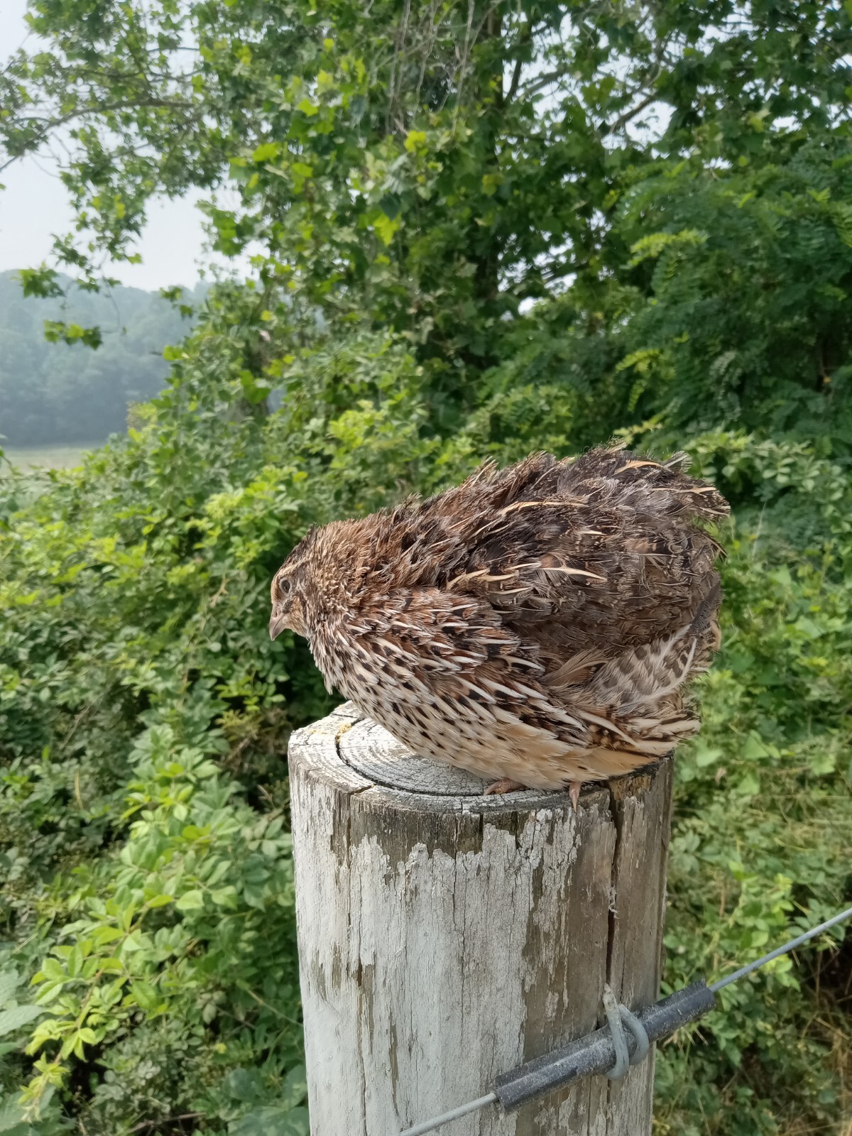 330+ KINGsBROWN XL. JUMBO brown coturnix quail hatching eggs,..