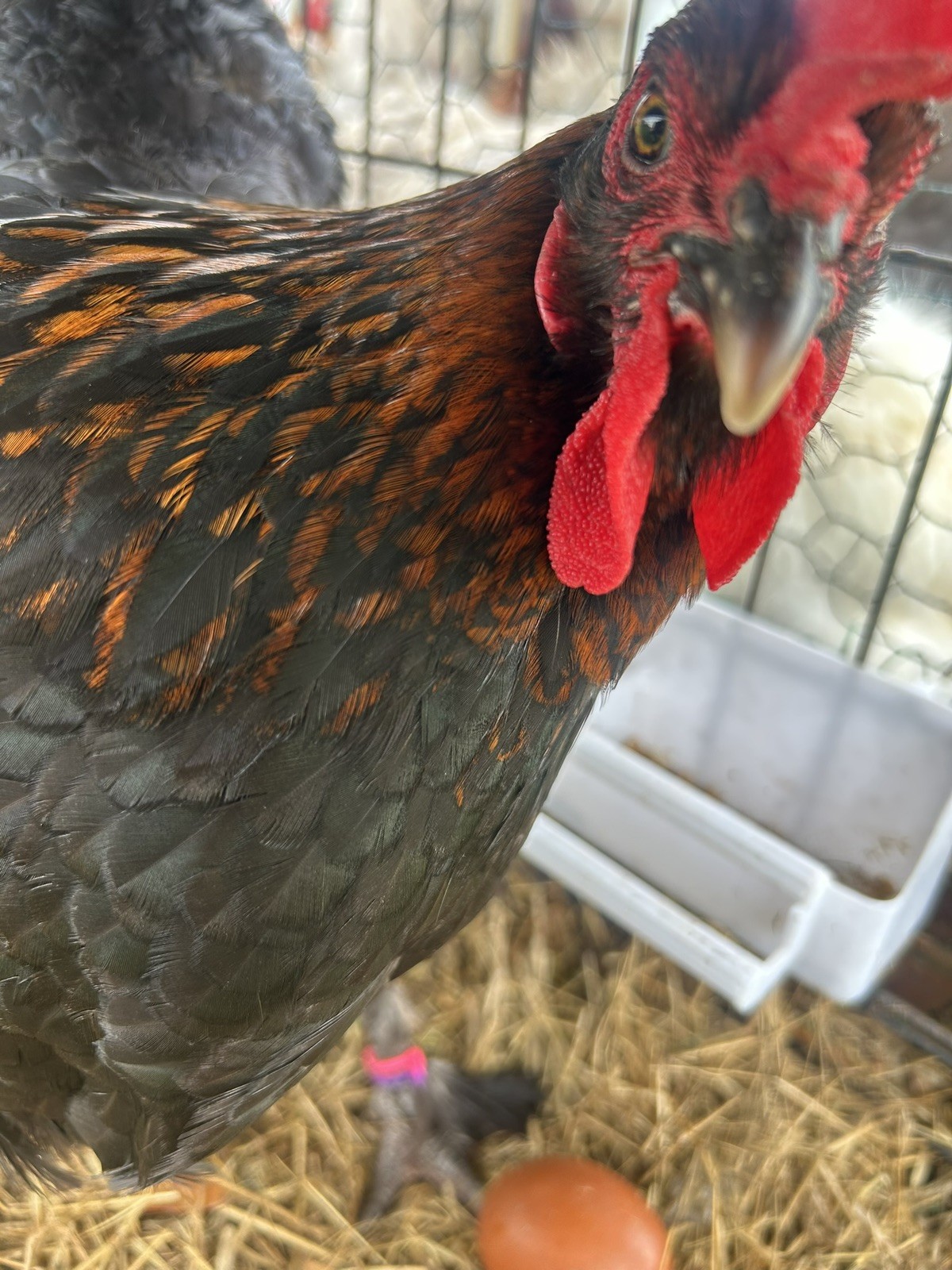 🐣✨ 12 Rainbow chicken hatching eggs| Healthy Flock – NOT Barnyard Mix🐣✨