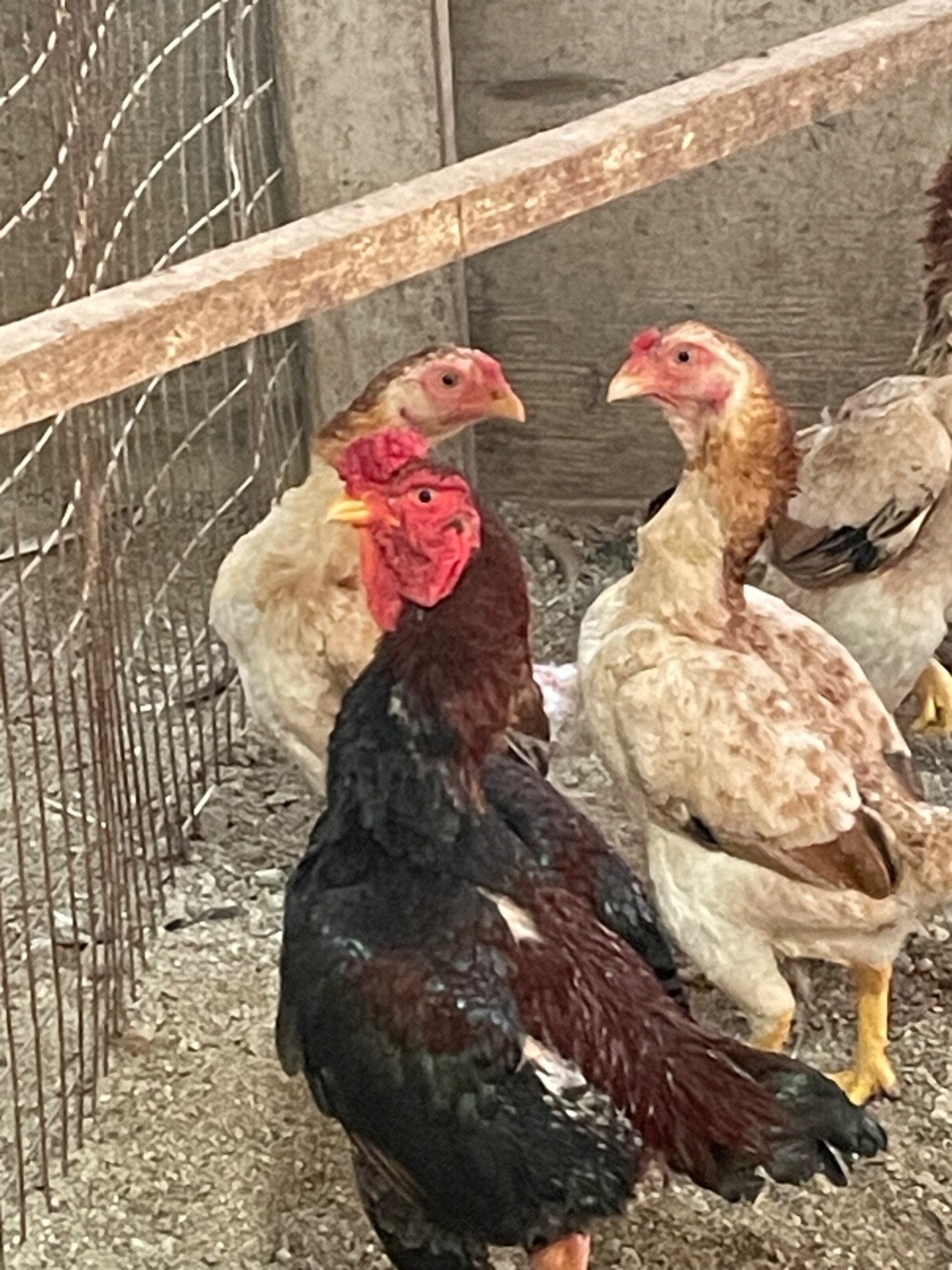 7 KO SHAMO BANTAM EGGS VERY FRESH SUPERB QUALITY these will Ship 2 day FedEx