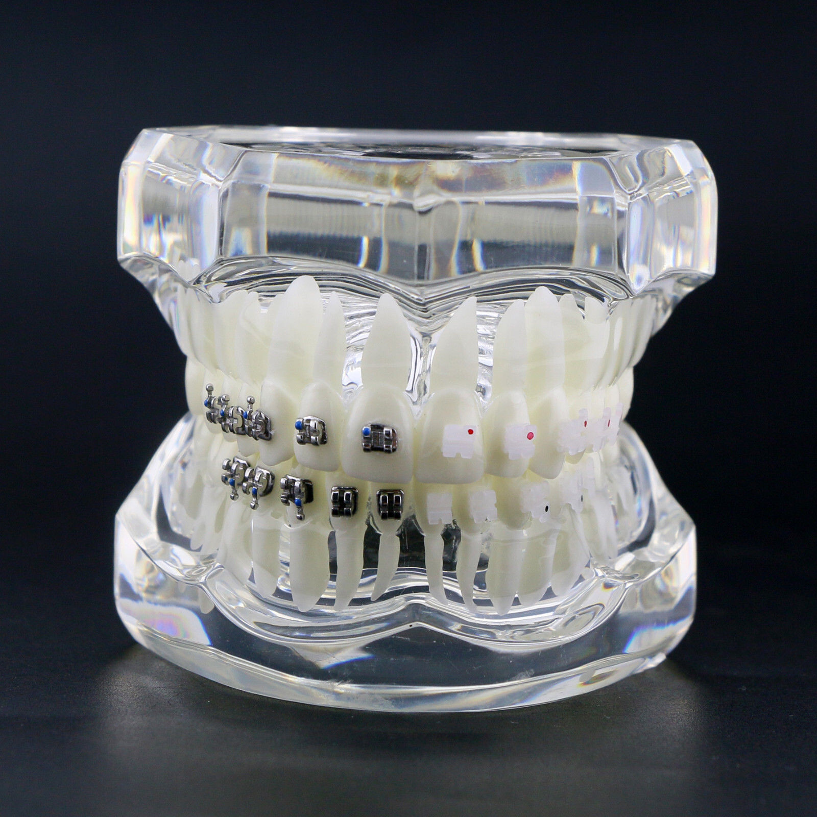 Dental High Quality Material Transparent 3003 Teeth Models With Metal Ceramic