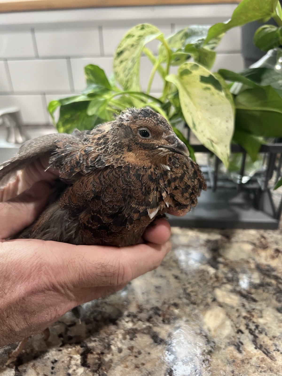 32+4 extra Jumbo Coturnix Quail Hatching Eggs( Brown, Tuxedo, Cinnamon, White )