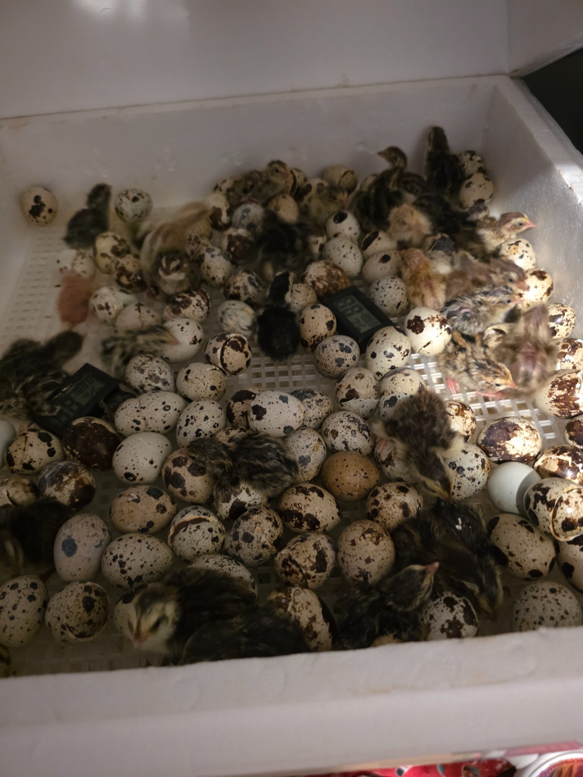 24 (2 dozen) quail hatching eggs coturnix mixed with jumbo all colors