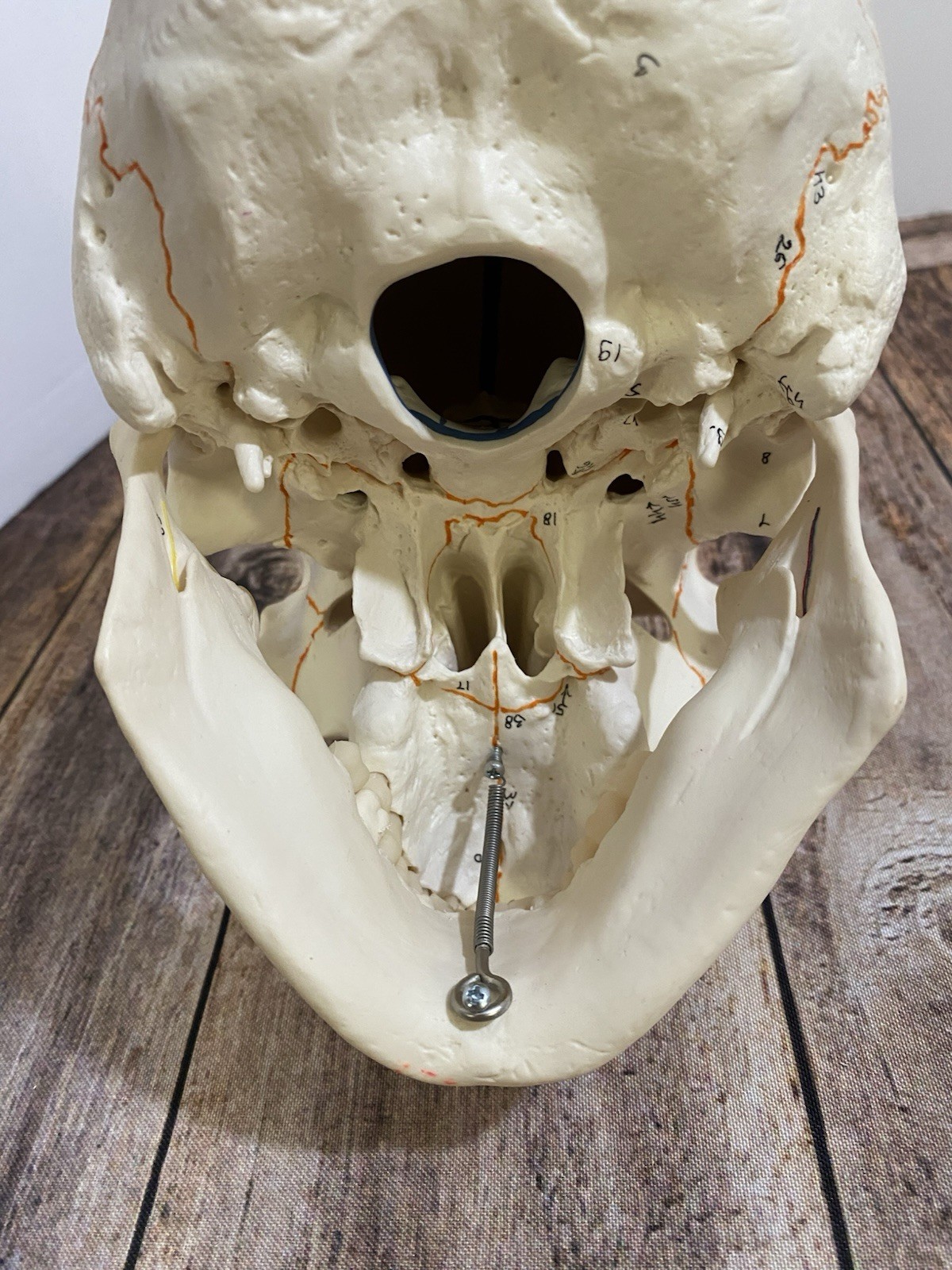 3B Scientific Classic Human Skull Model Opened Detachable Lower Jaw 3 Part