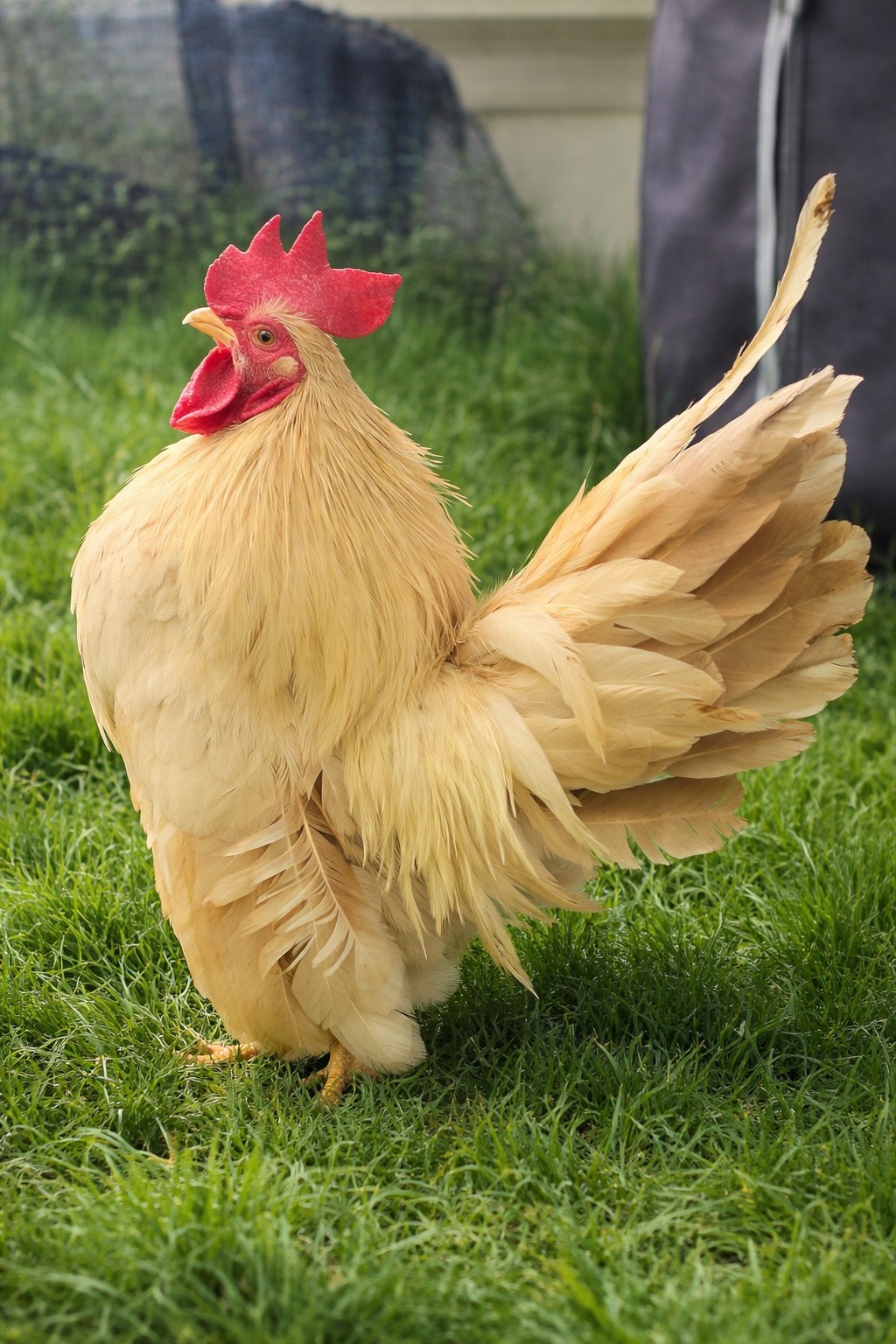 2+1 Micro & Size A & B 100% Pure Serama Hatching Eggs Malaysian And Traditional