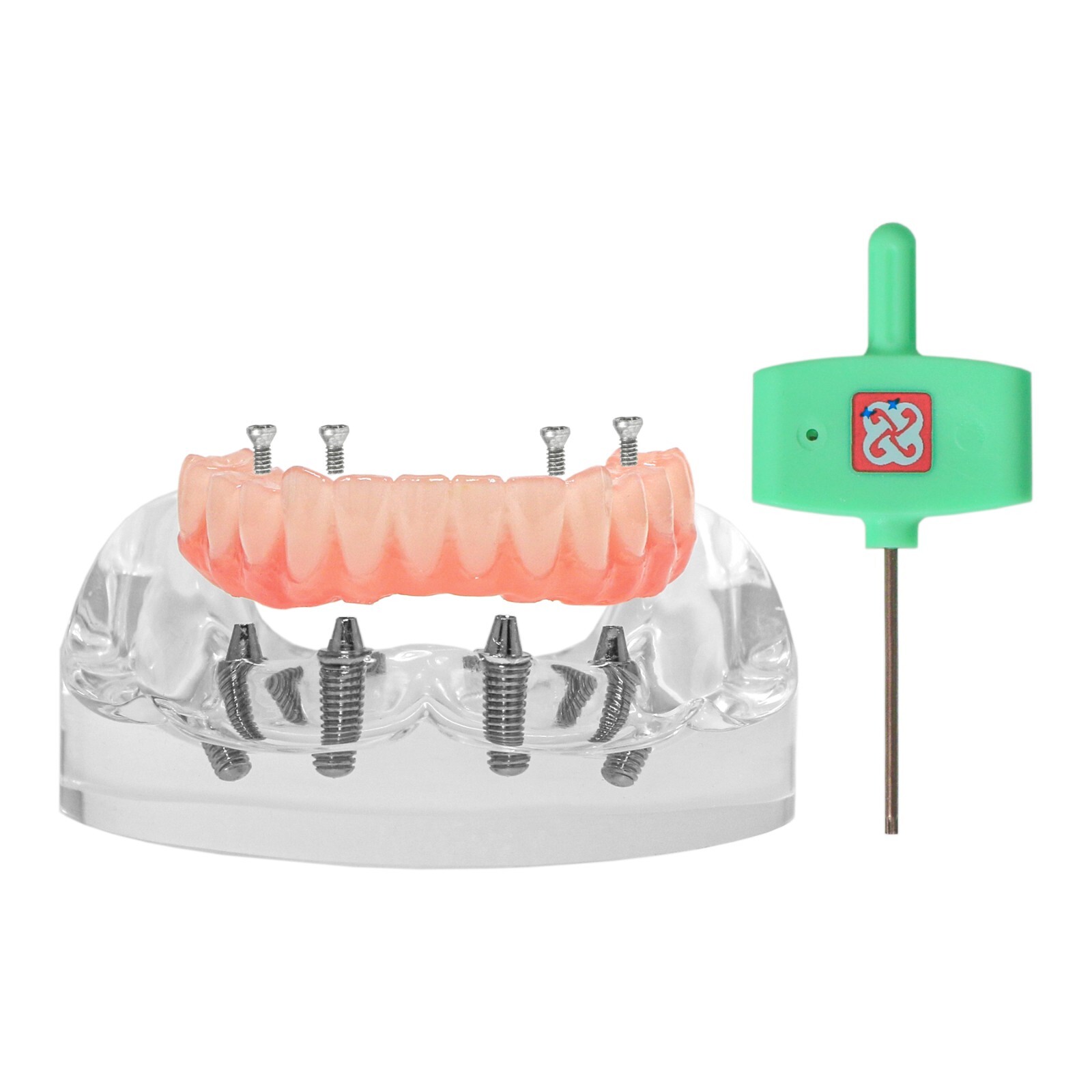 All-on-4/6 Dental Implant Model Upper/Lower Jaw Removable Screws Transparent