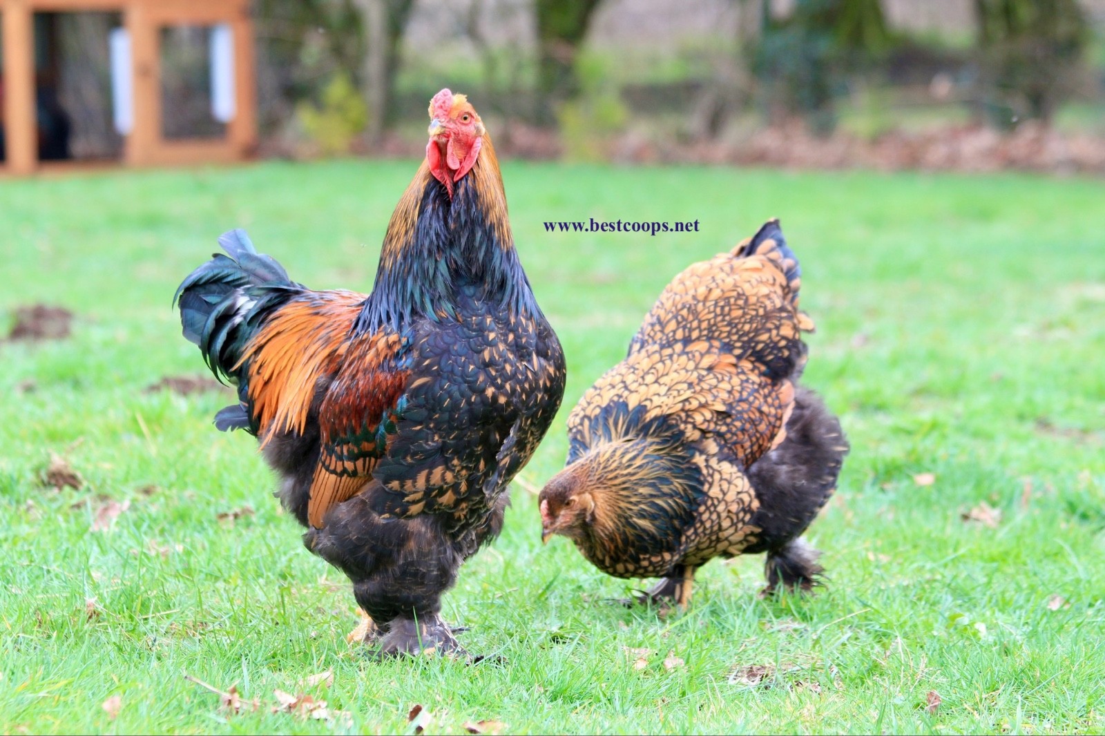 10+ Fertile Brahma Chicken Hatching Eggs Gold Laced Isabella Partridge Lavender