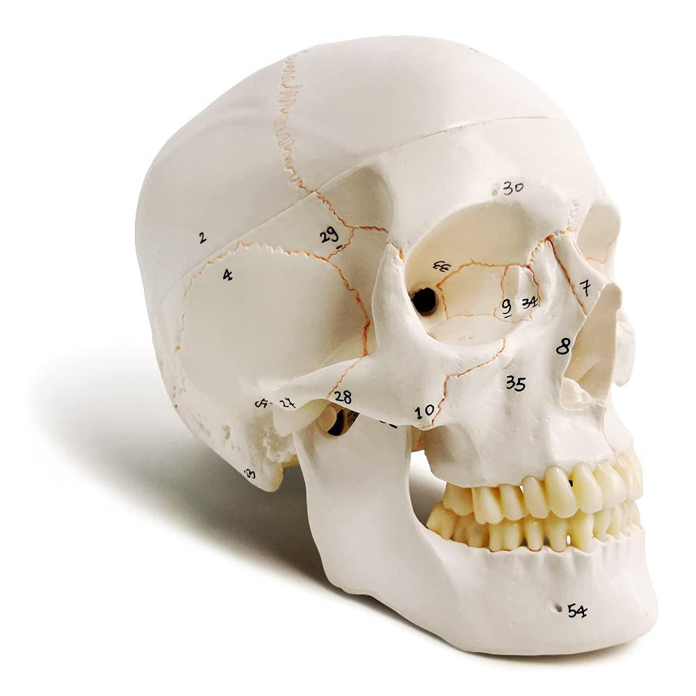 Life-Size 9″ Human Skull Model, 3-Part with Labeled Foramen and Sutures