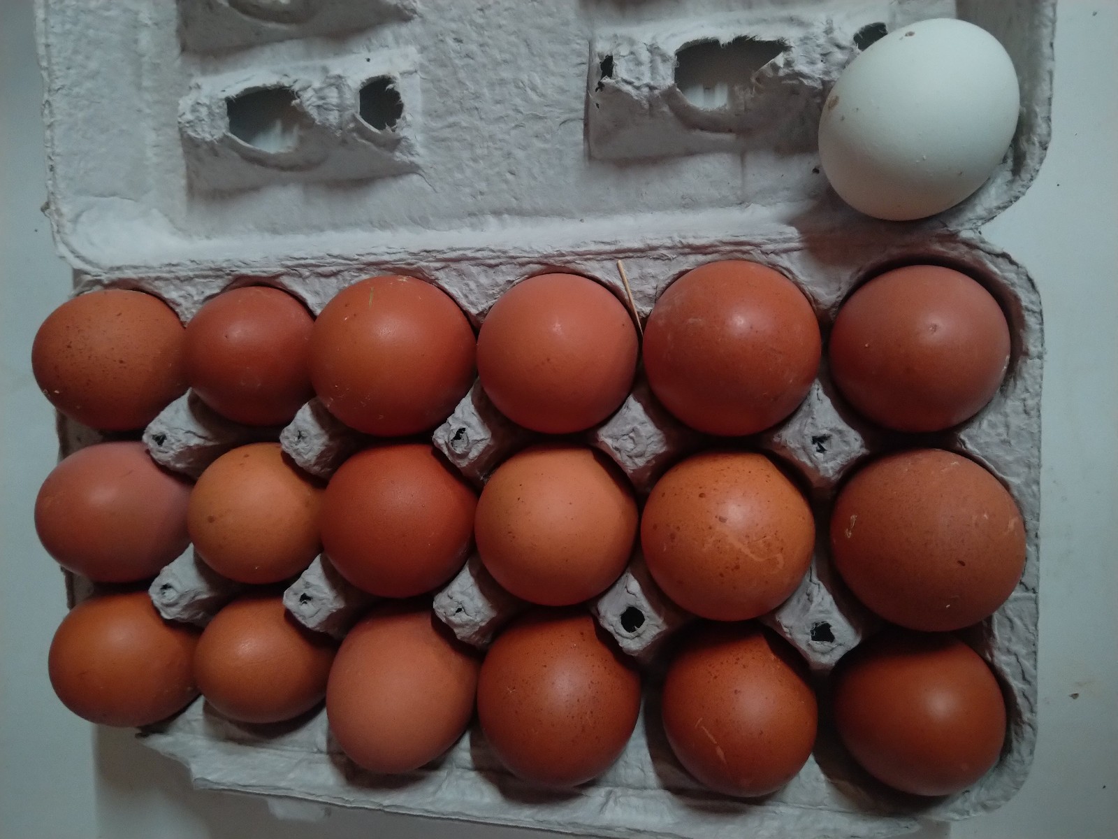 18+ French Black Copper Maran FBCM chicken fertile hatching eggs FAST SHIPPING!