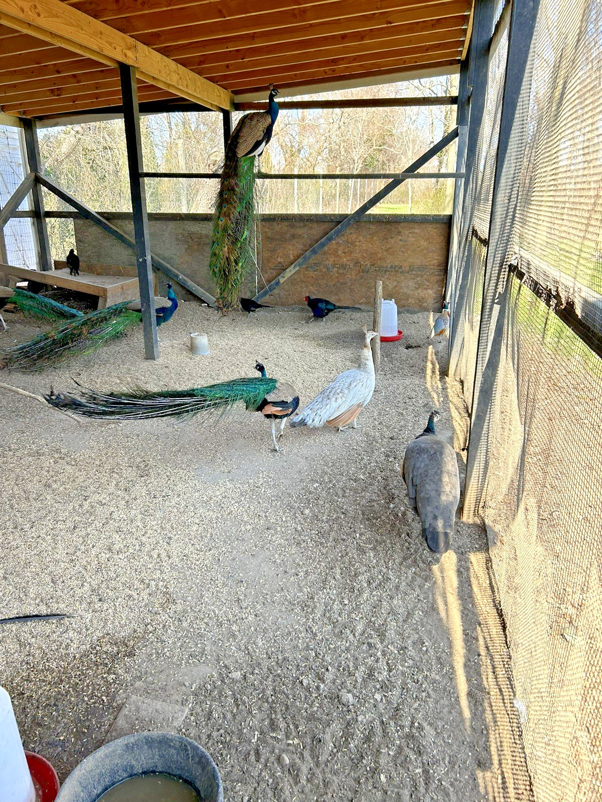 PRE SALE 4 Mixed PEACOCK Hatching Eggs, Ready to Ship IN 7-14 DAYS