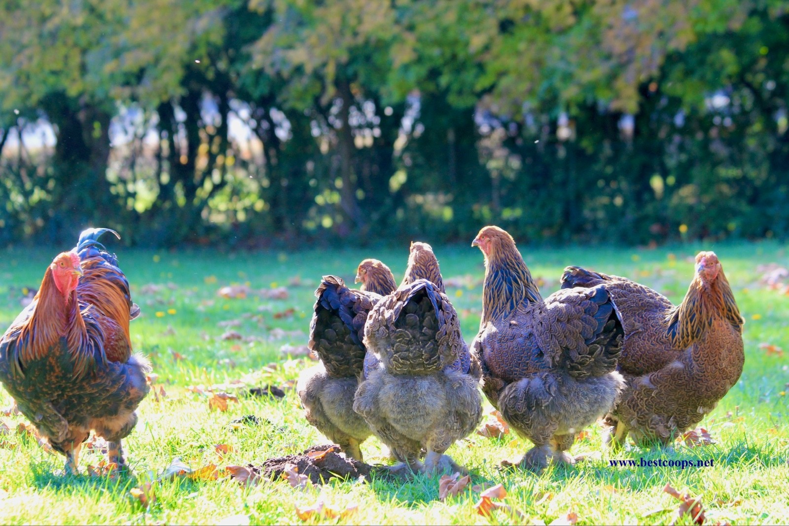 10+ Fertile Brahma Chicken Hatching Eggs Gold Laced Isabella Partridge Lavender