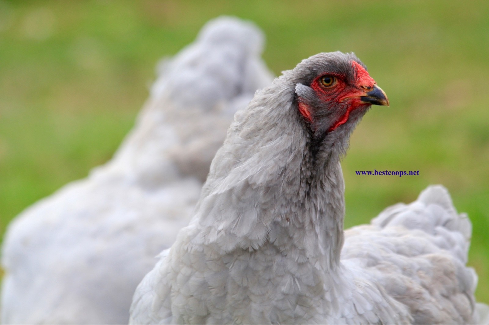 10+ Fertile Brahma Chicken Hatching Eggs Gold Laced Isabella Partridge Lavender