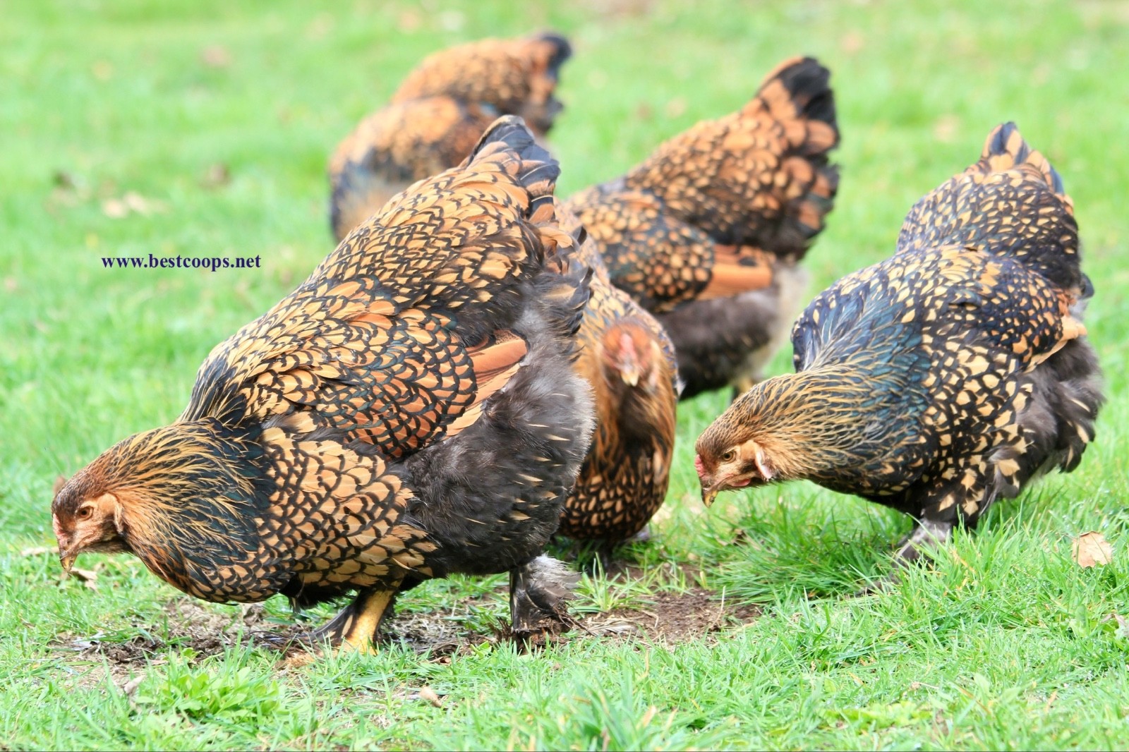 10+ Fertile Brahma Chicken Hatching Eggs Gold Laced Isabella Partridge Lavender