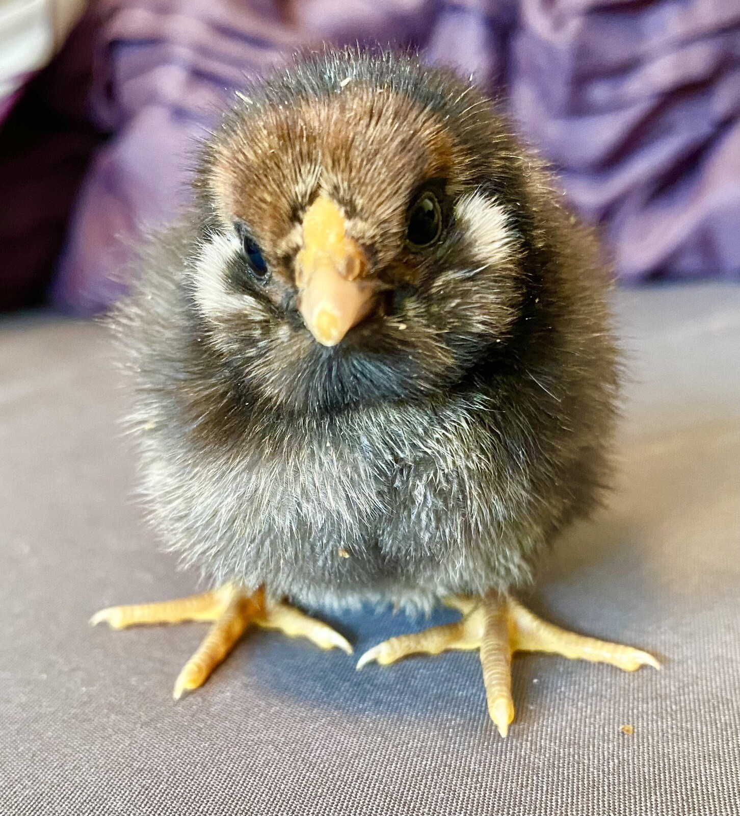 10+ Rare Breed Chicken Fertile Hatching Eggs Orpington, Cochin, Sweddish Flower