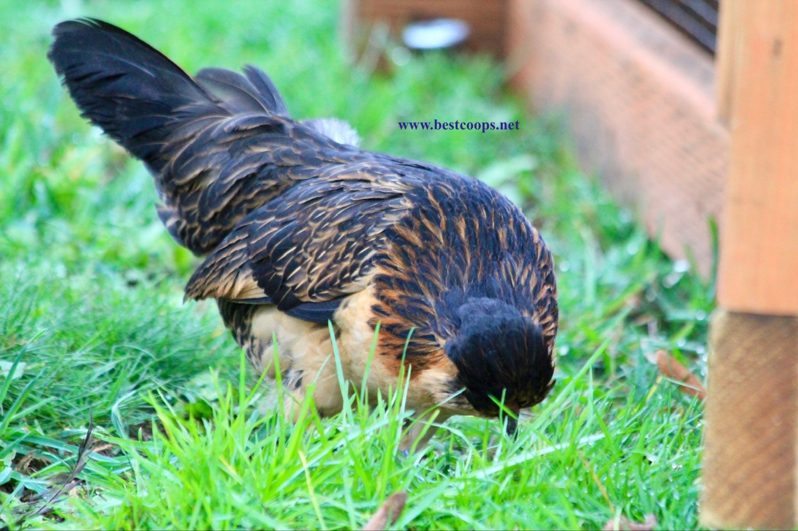 6+ Fertile Barbu De Watermael Chicken Hatching Eggs