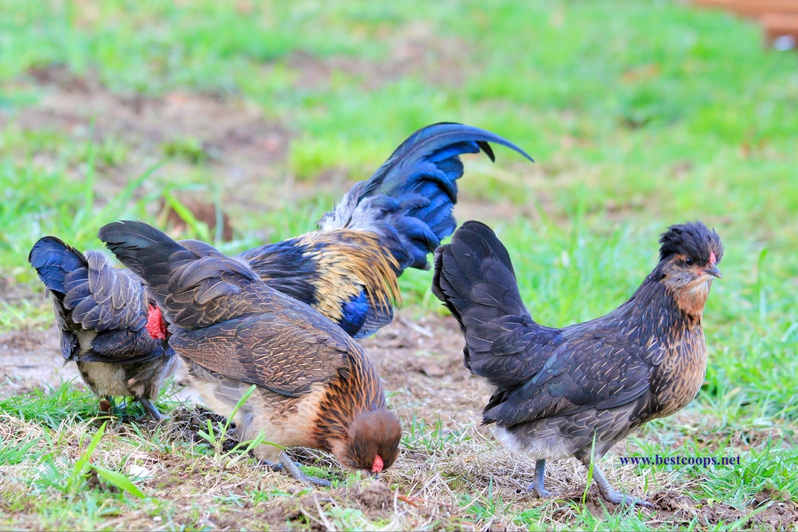 6+ Fertile Barbu De Watermael Chicken Hatching Eggs