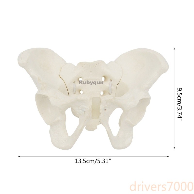 Mini Flexible Female Pelvis Model on Elastic, Mini Size Pelvic Skeleton Model