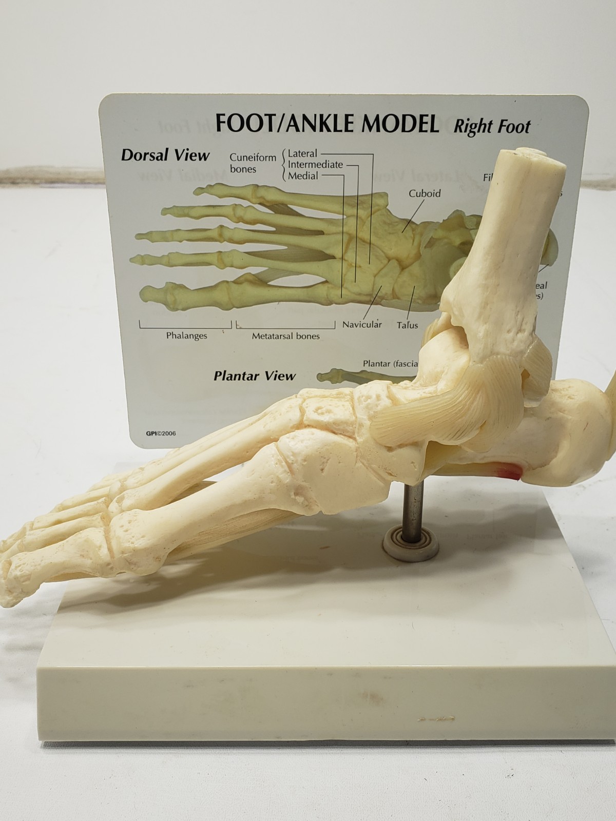 GPI Anatomical Right Foot Ankle Model Ligament Bone Anatomy Display Teaching Aid