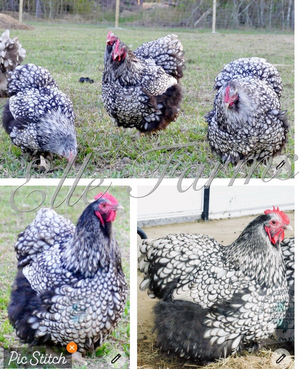 1 Black Silver Laced English Orpington Chicken Hatching Egg