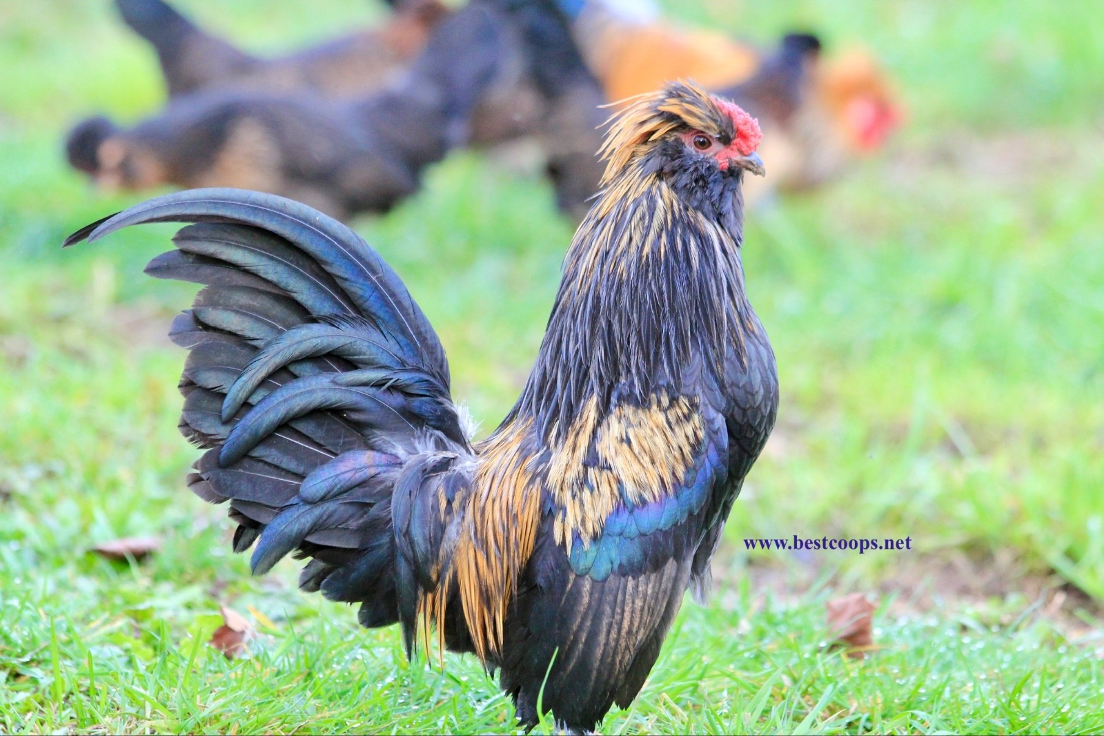 6+ Fertile Barbu De Watermael Chicken Hatching Eggs