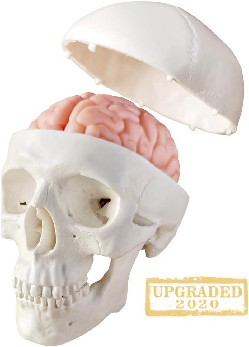 2026 New Human Skull Model,3 Part With 2-Part Human Brain;Half Life Size Skull w
