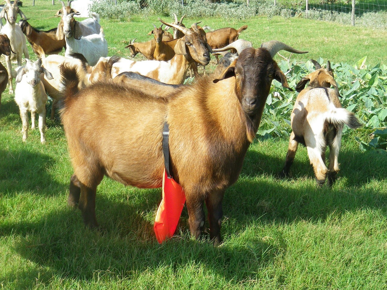 BACCHUS JOHNSON SHIELD Buck Anti Mating Anti Breeding Apron for Goats & Sheep