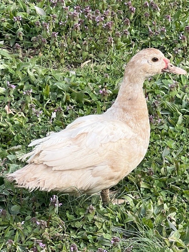 12+ Purebred Fertile Muscovy Duck Hatching Eggs (Rare Colors)