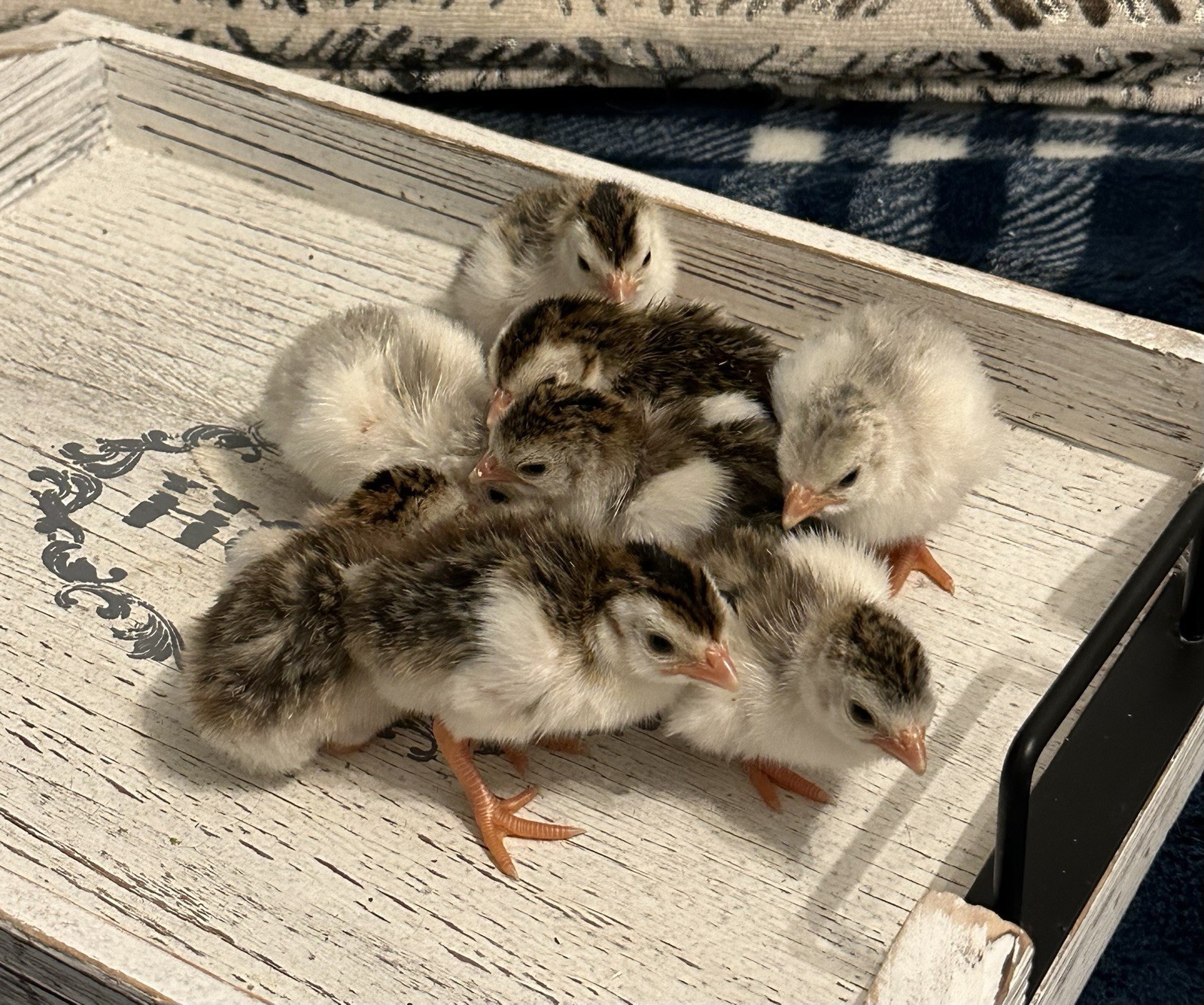 10++ NPIP Guinea Hen Hatching Eggs – Assorted Colors – Read Description