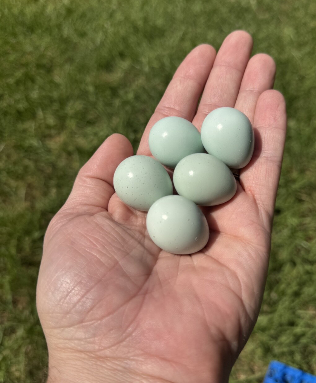 30+ RARE Celadon Coturnix Quail Hatching Eggs NPIP AI Free