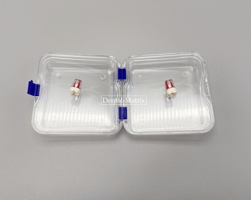 10 Pcs Denture False Teeth Membrane Case Container Hinged Display Box Jewelry