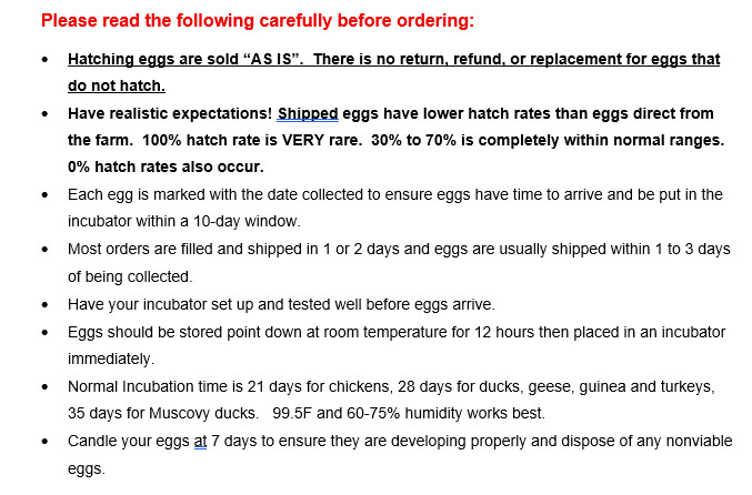 6 Jumbo Pekin Hatching Duck Eggs
