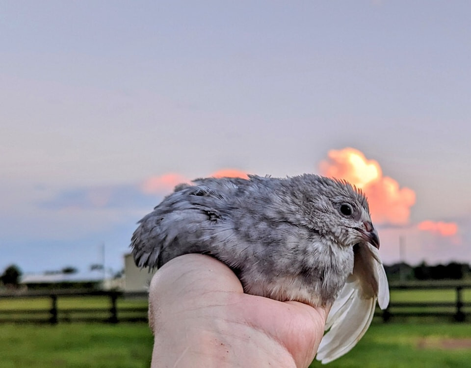 150+ extras Coturnix Quail Hatching Eggs NPIP Flock – UPS Shipping