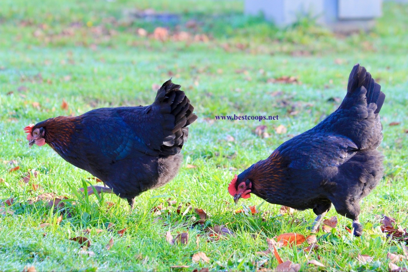 10+ Fertile Black Copper Marans Chicken Hatching Eggs