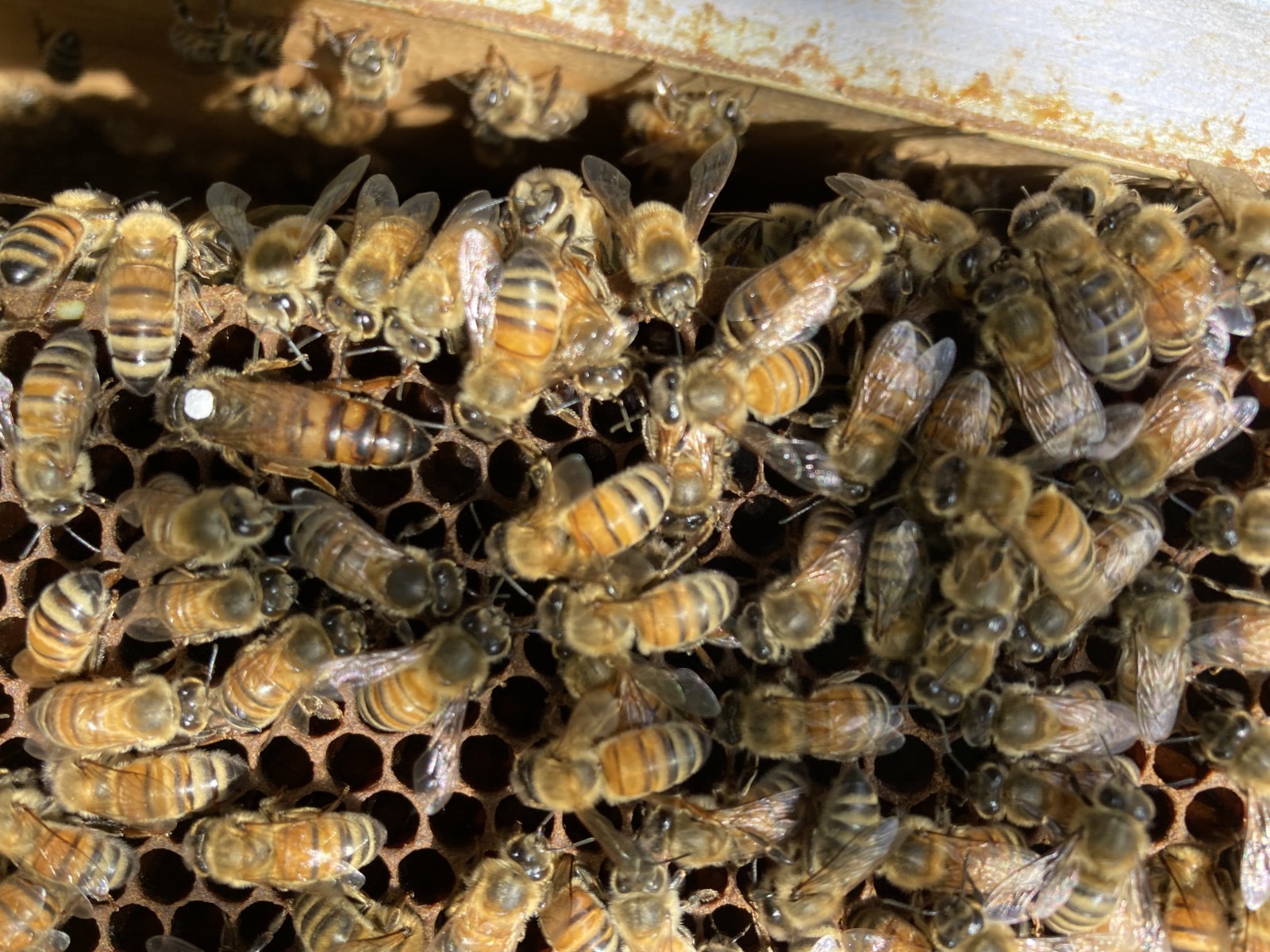 Live Caucasian Honey Bee Queen 50% * Mated, Marked & Laying * Ships 7-6-2026