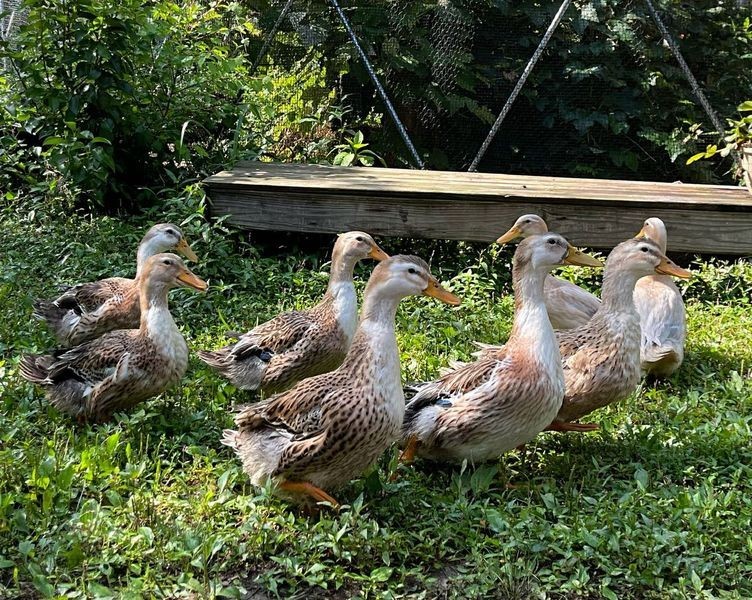 10+2 Silver Appleyard Duck Hatching Eggs Through Darling Farm.