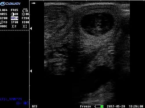 Veterinary Ultrasound Scanner Convex probe Pregnancy Test for Sheep Goat Pig dog