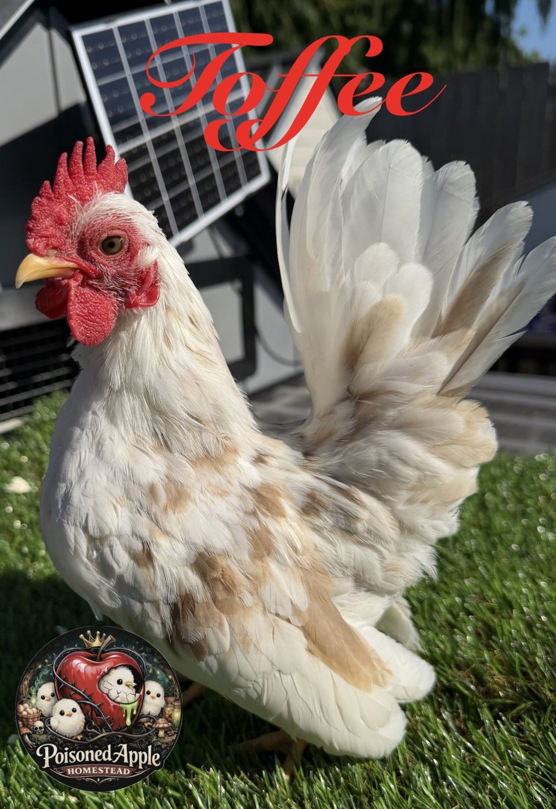 12+++ High Quality Fertile Serama Hatching Eggs Mixed Colors** Frizzle**Silkied*
