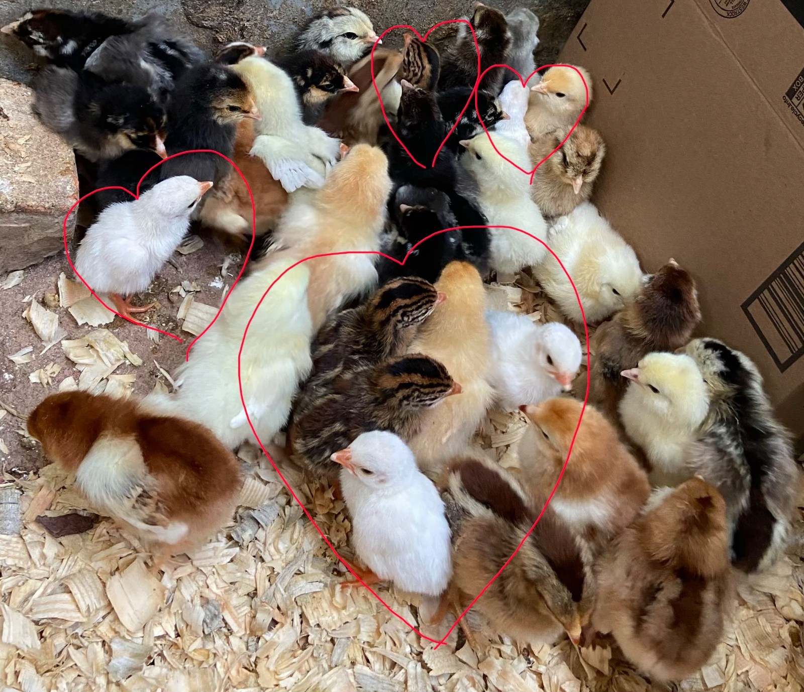 6 Fertile Guinea Fowl Hatching Eggs, Mixed Barnyard Flock, Beautiful Colors!